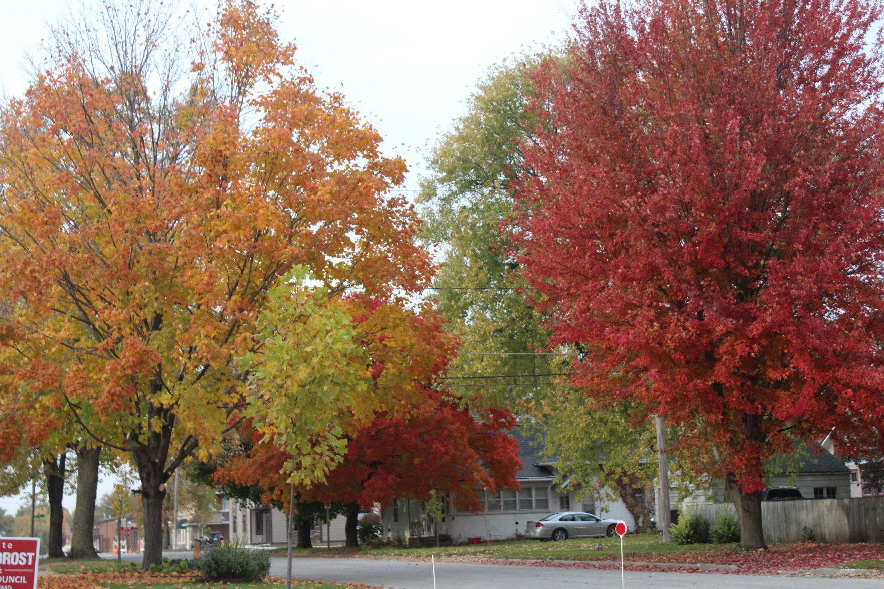 Fall foliage